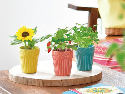 Botanical Pot - Mini Sunflower