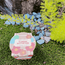 Climbing Flowers - Nasturium