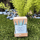 Succulent Collection: Aloe Vera