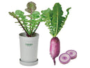 Colourful Mini Radish - Purple