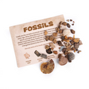 Fossil & Mineral Kit