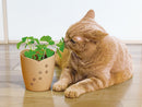 Growing Kit - Catnip