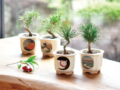 Bonsai Growing Kit - Shironeko - Black Pine