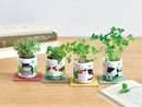 Omedeta Ochoko - I Am A Cat - Lemon Balm
