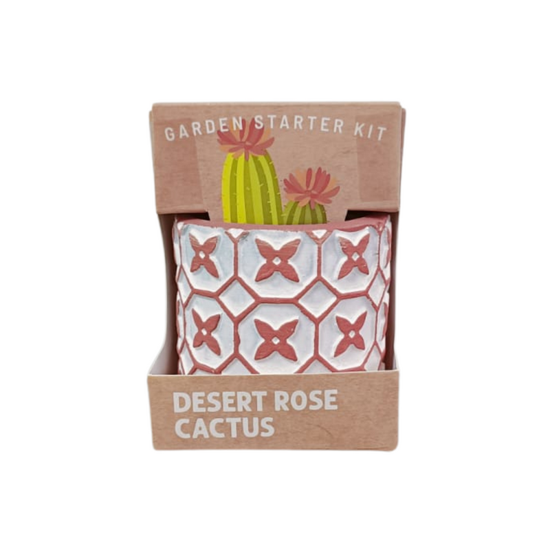 Succulent Collection: Cactus