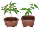 Green Capsule - Assorted Mini Bonsai (4 Styles) - SpectrumStore SG