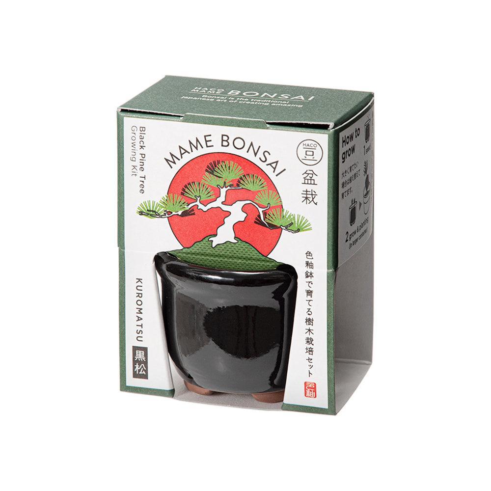 Haco Mame Bonsai Growing Kit - Black Pine | Spectrum Store: Family