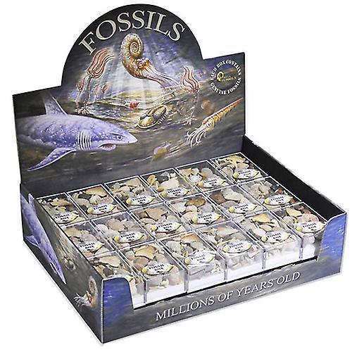 Fossils Box - SpectrumStore SG
