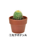 Green Capsule - Assorted Cactus (4 Styles) - SpectrumStore SG