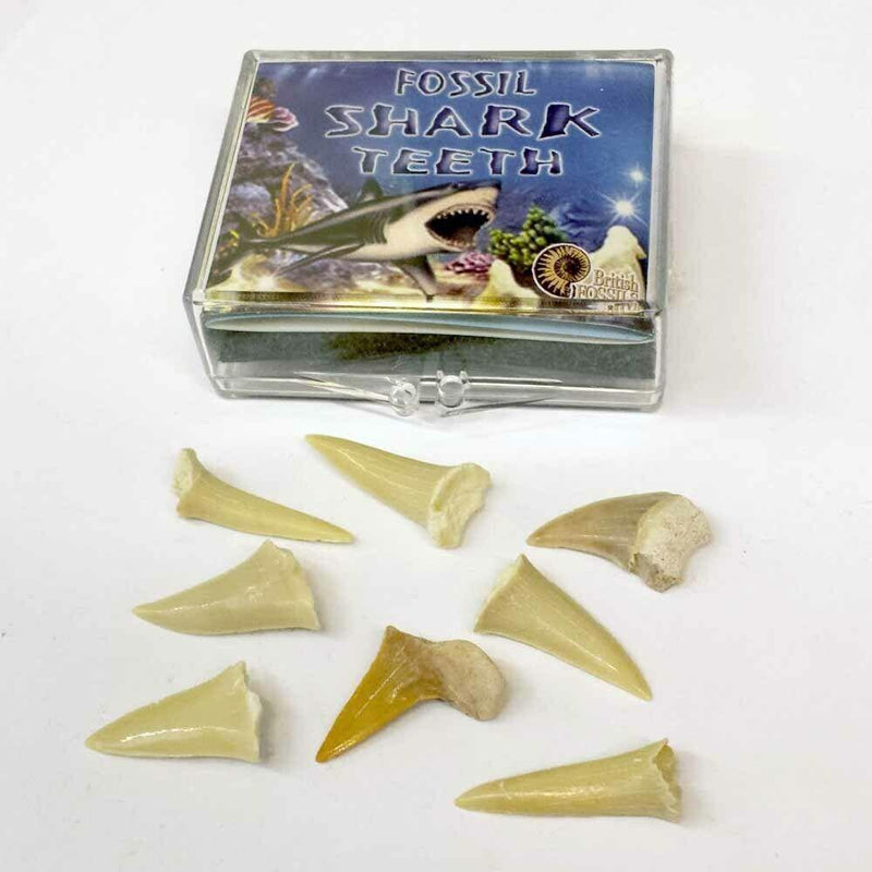 Sharks Teeth Hinged Box Pack - SpectrumStore SG