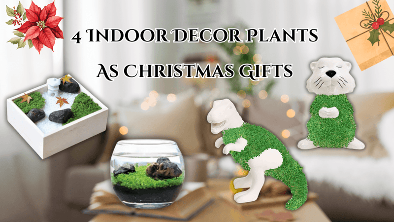 4 Indoor Decor Plants As Christmas Gifts