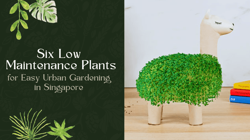 6 Low Maintenance Plants for Easy Urban Gardening in Singapore - SpectrumStore SG