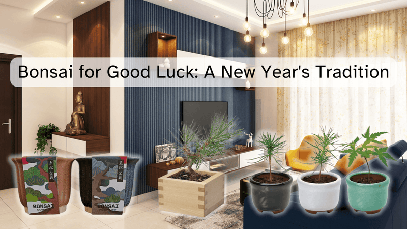 Bonsai for Good Luck: A New Year's Tradition