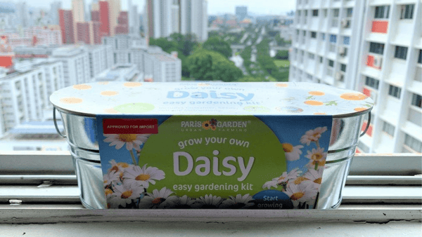 Growing Your Own Daisies at Home: A Step-By-Step Guide - SpectrumStore SG
