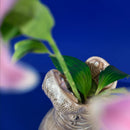 Hungry Hippos - Vase