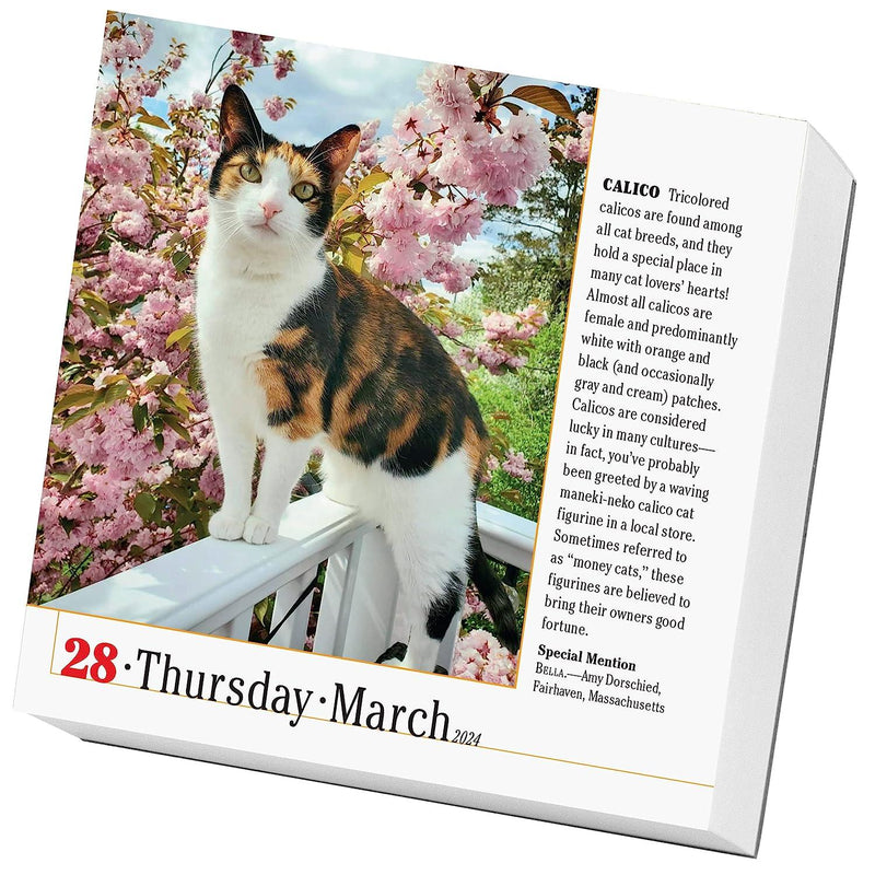 365 Cats Page-A-Day Calendar 2024 - SpectrumStore SG