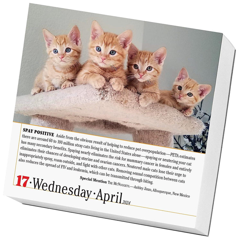 365 Cats Page-A-Day Calendar 2024 - SpectrumStore SG