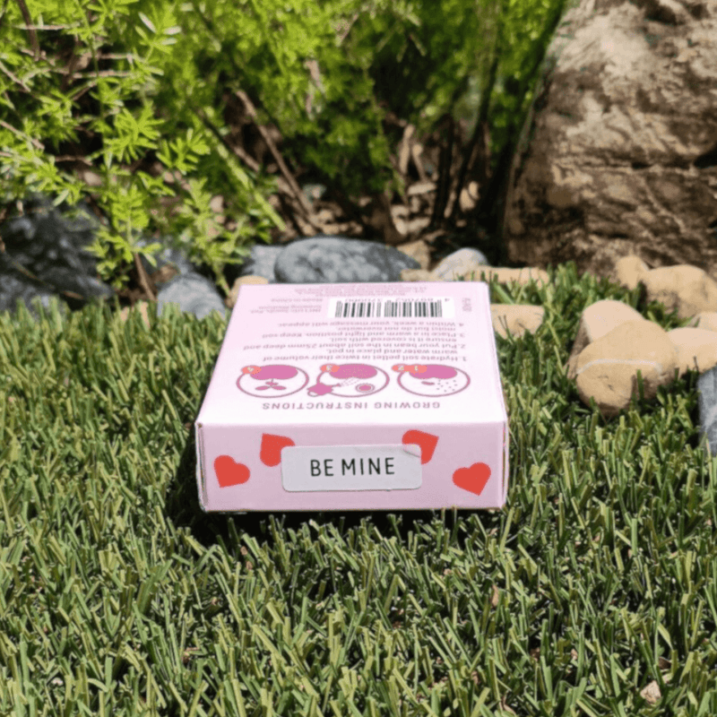 Grow Your Own Kits: Mini Rose Heart