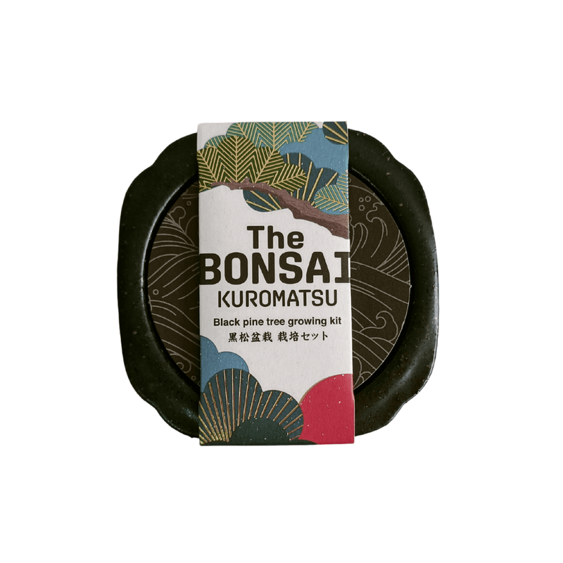 Bonsai Growing Kit - Black Pine