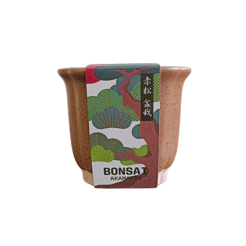 Bonsai Growing Kit -  Red Pine