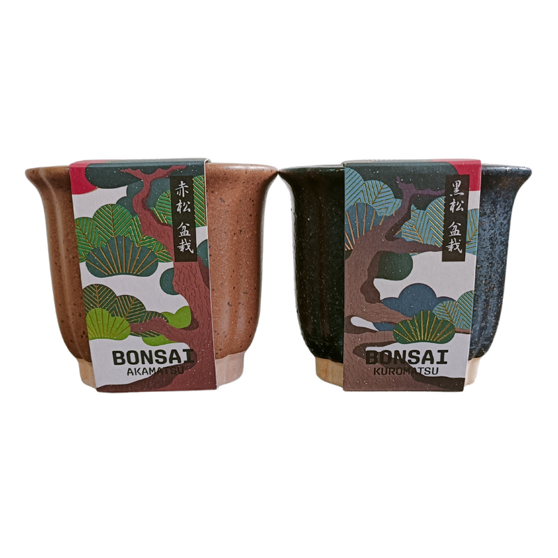 Bonsai Growing Kit - Black Pine