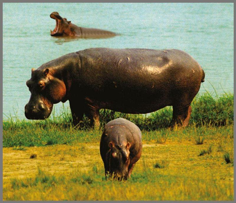 Torch & Projector - Animals