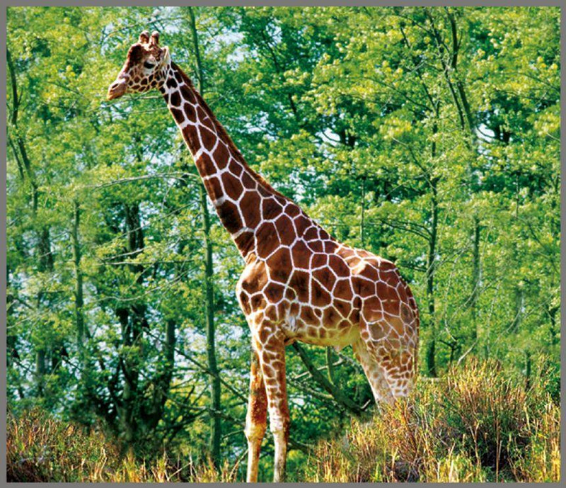 Torch & Projector - Animals