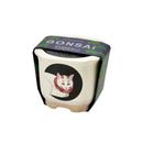 Bonsai Growing Kit - Shironeko - Black Pine