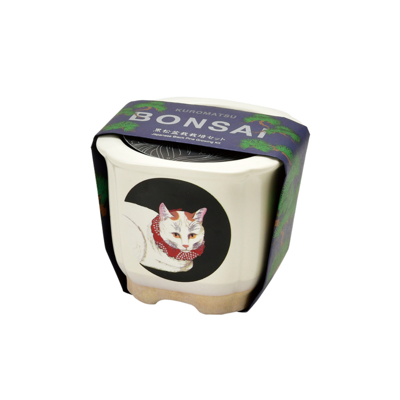 Bonsai Growing Kit - Shironeko - Black Pine