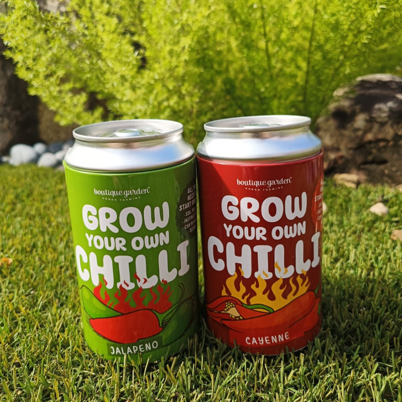 Grow Your Own Chilli - Jalapeno