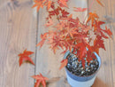 Sometsuke Bonsai Growing Kit - Momiji (Maple)