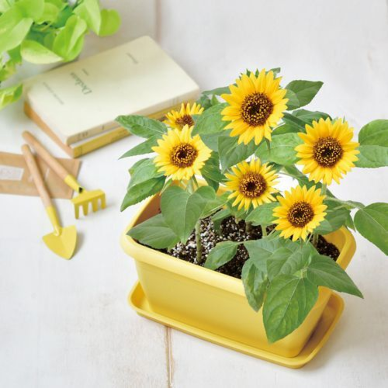 Enjoy Planter - Sunflower