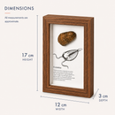 Framed Fossils