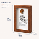Framed Fossils