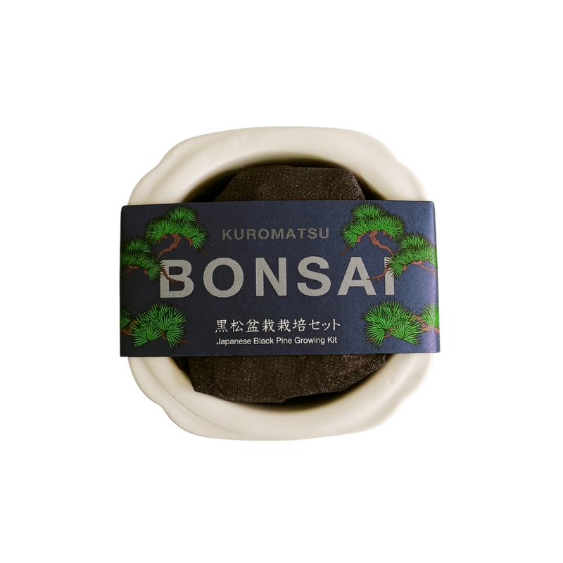 Bonsai Growing Kit - Nami-Fuji: Kuro-Matsu Japanese Black Pine