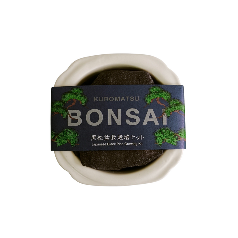 Bonsai Growing Kit - Aka-Fuji: Kuro-Matsu Japanese Black Pine