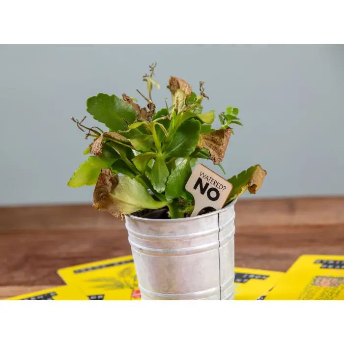 Don't Kill Your Houseplants Survival Guide Cards