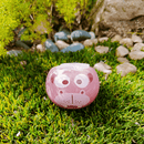 Grow Your Own Kits - African Animals