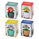 Haco Mame Bonsai Growing Kit - Black Pine