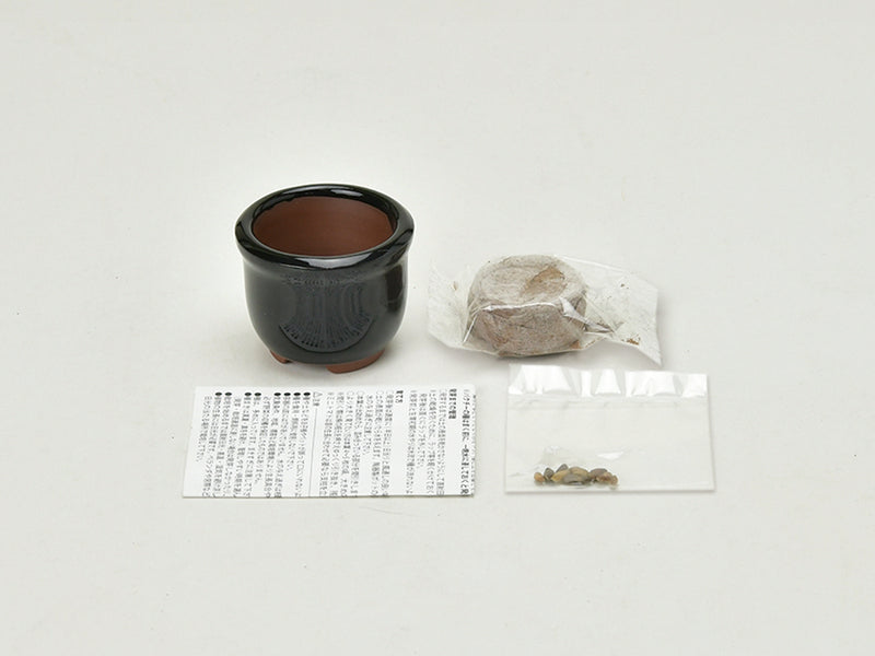 Haco Mame Bonsai Growing Kit - Five-Coloured Pepper