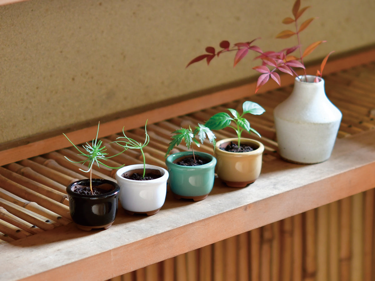 Haco Mame Bonsai Growing Kit - Five-Coloured Pepper | Spectrum