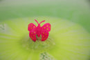 Baff Bombz - 100g: Surprise Butterfly Ring