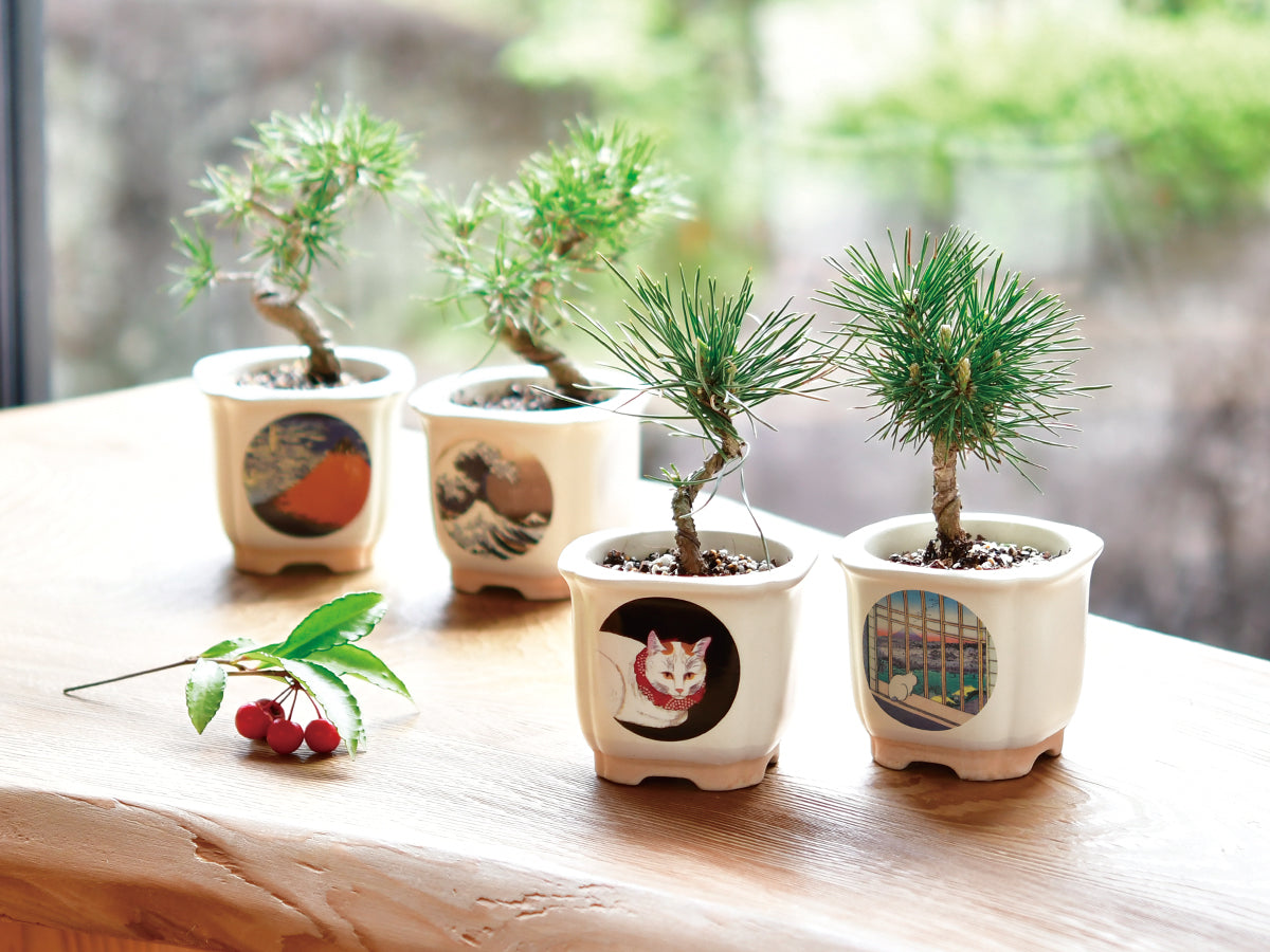 japanese black pine bonsai tree kit Bonsai Growing Kit - Shironeko