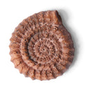 T.Rex Excavation Kit
