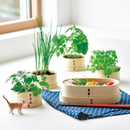 Neko Fuji WAPPA Growing Kit - Shiso