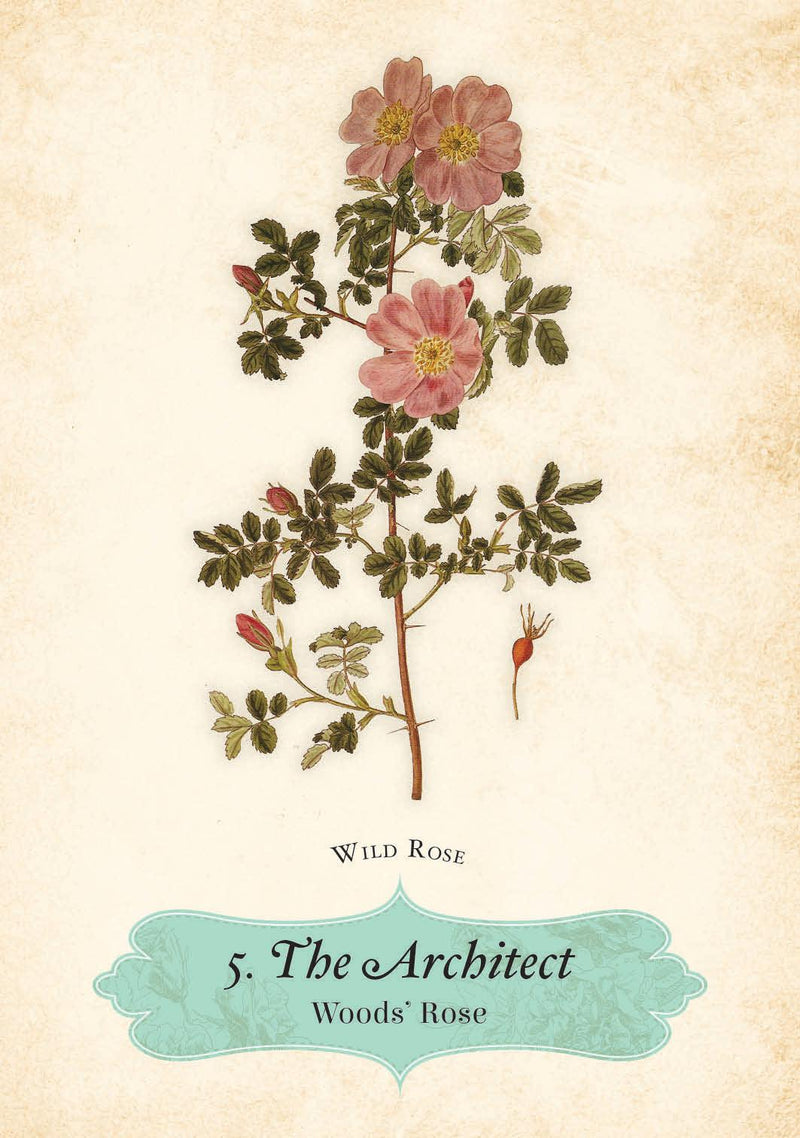 Oracle of The Roses