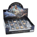 Fossil Pack Gift Box