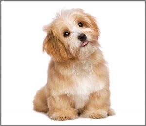 Torch & Projector: Puppy