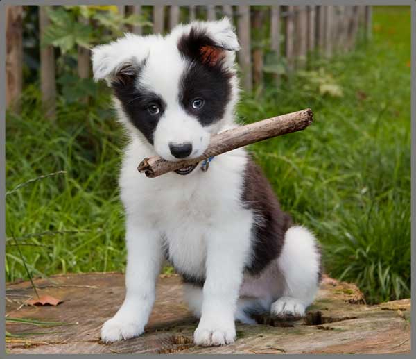 Torch & Projector: Puppy
