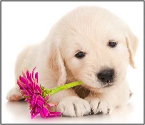 Torch & Projector: Puppy